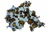 Polished Pallasite Meteorite ( g) Slice - NWA (Prov) #303832-1